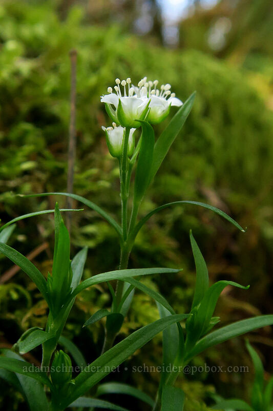 big-leaf sandwort (Moehringia macrophylla (Arenaria macrophylla)) [Archer Mountain, Gifford Pinchot National Forest, Skamania County, Washington]