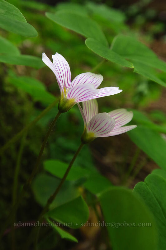 redwood sorrel (Oxalis oregana) [Archer Mountain, Gifford Pinchot National Forest, Skamania County, Washington]