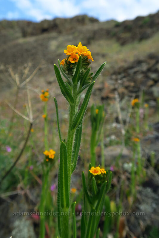 common fiddleneck (Amsinckia menziesii) [Columbia Hills, Klickitat County, Washington]
