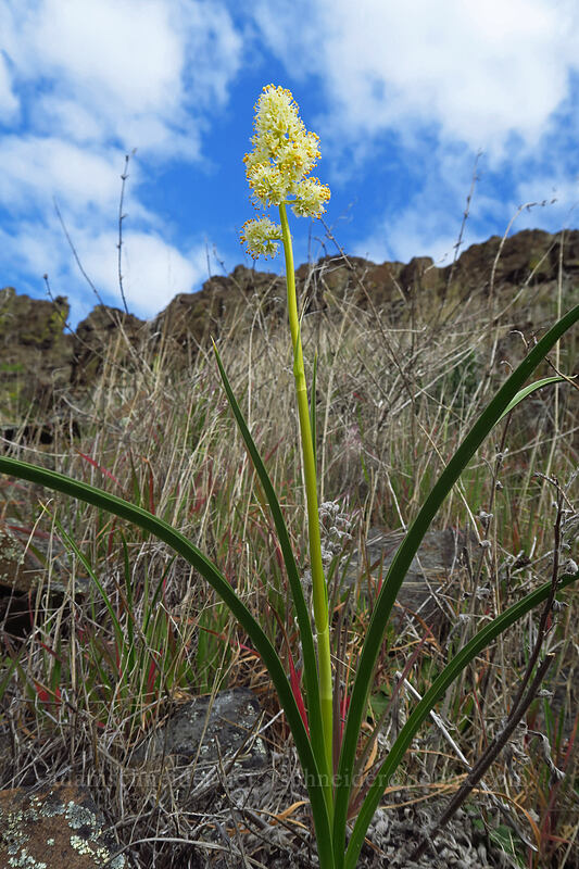 panicled death-camas (Toxicoscordion paniculatum (Zigadenus paniculatus)) [Columbia Hills, Klickitat County, Washington]