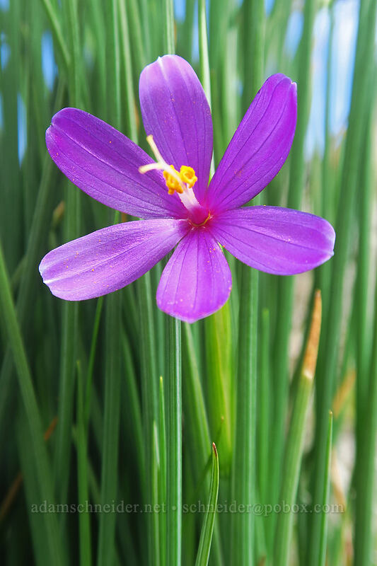 grass widow (Olsynium douglasii) [Columbia Hills, Klickitat County, Washington]