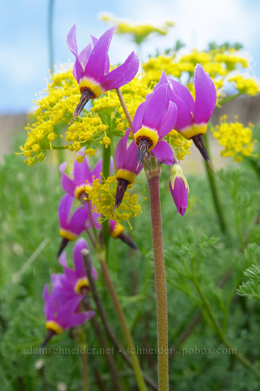poet's shooting stars & desert parsley (Dodecatheon poeticum (Primula poetica), Lomatium sp.) [Columbia Hills, Klickitat County, Washington]