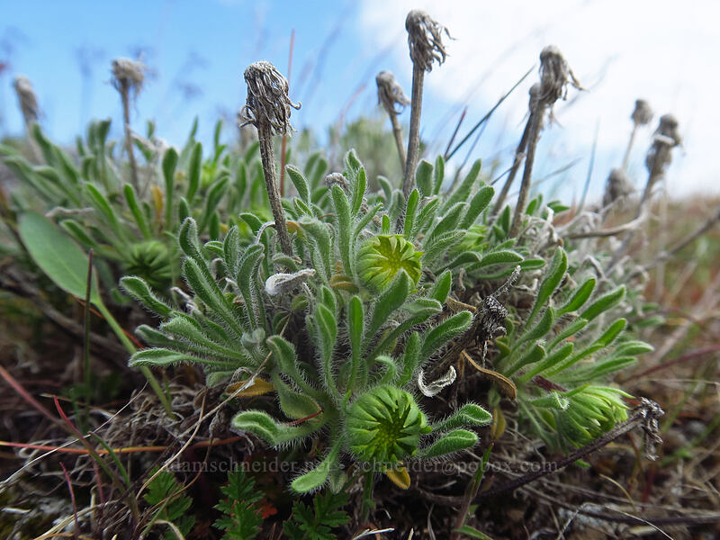 cushion fleabane (Erigeron poliospermus) [Columbia Hills, Klickitat County, Washington]