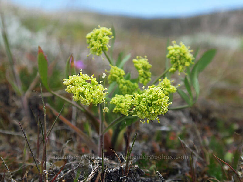 nine-leaf desert parsley (Lomatium triternatum) [Columbia Hills, Klickitat County, Washington]