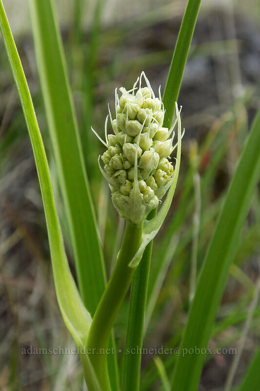 death-camas (Toxicoscordion sp. (Zigadenus sp.)) [Columbia Hills, Klickitat County, Washington]