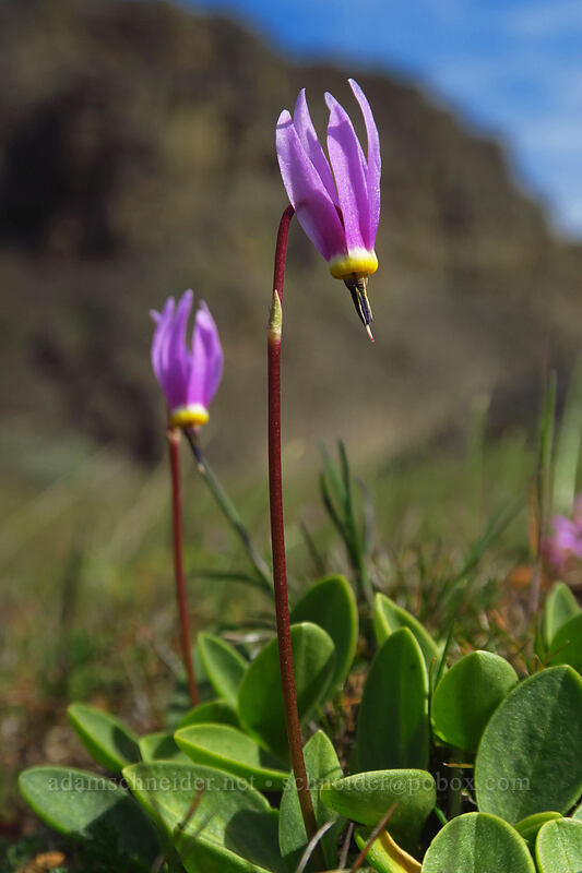 desert shooting stars (Dodecatheon conjugens (Primula conjugens)) [Columbia Hills, Klickitat County, Washington]