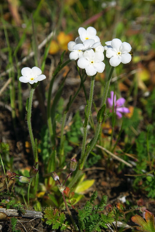 rusty popcorn flower (Plagiobothrys nothofulvus) [Doug's Beach State Park, Klickitat County, Washington]