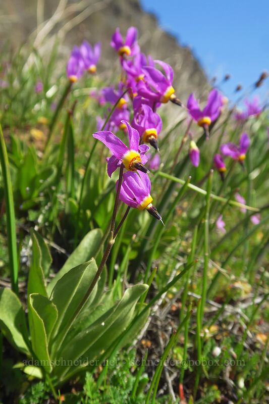poet's shooting stars (Dodecatheon poeticum (Primula poetica)) [Doug's Beach State Park, Klickitat County, Washington]