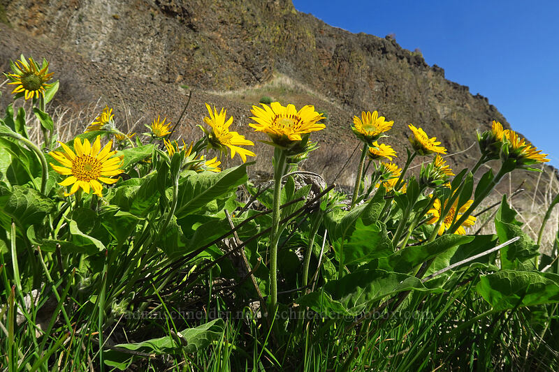 balsamroot (Balsamorhiza sp.) [Doug's Beach State Park, Klickitat County, Washington]