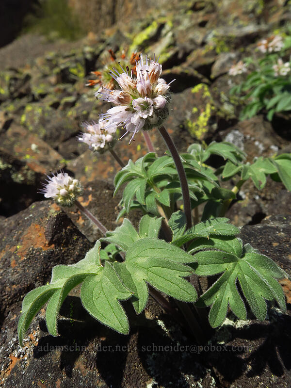 ball-head waterleaf in talus (Hydrophyllum capitatum var. thompsonii) [Doug's Beach State Park, Klickitat County, Washington]