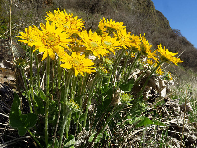arrow-leaf balsamroot (Balsamorhiza sagittata) [Doug's Beach State Park, Klickitat County, Washington]