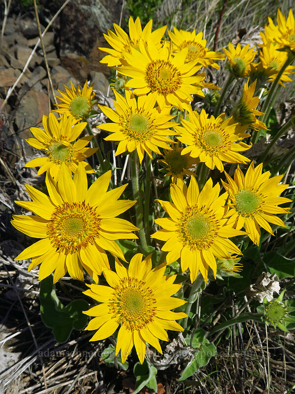 arrow-leaf balsamroot (Balsamorhiza sagittata) [Doug's Beach State Park, Klickitat County, Washington]