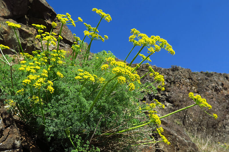 pungent desert parsley (Lomatium papilioniferum (Lomatium grayi)) [Doug's Beach State Park, Klickitat County, Washington]