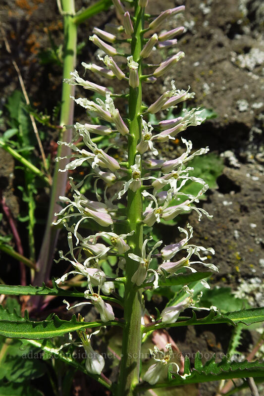 cut-leaf thelypody (Thelypodium laciniatum) [Lyle Cherry Orchard Trailhead, Klickitat County, Washington]