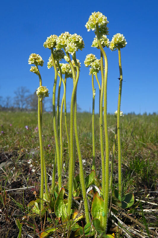 whole-leaf saxifrage (Micranthes integrifolia (Saxifraga integrifolia)) [Catherine Creek, Klickitat County, Washington]