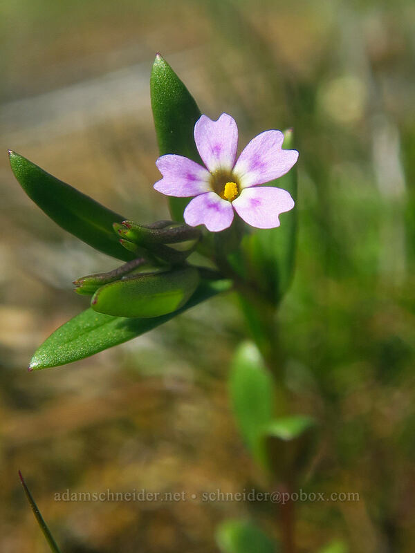 slender phlox (Microsteris gracilis (Phlox gracilis)) [Catherine Creek, Klickitat County, Washington]