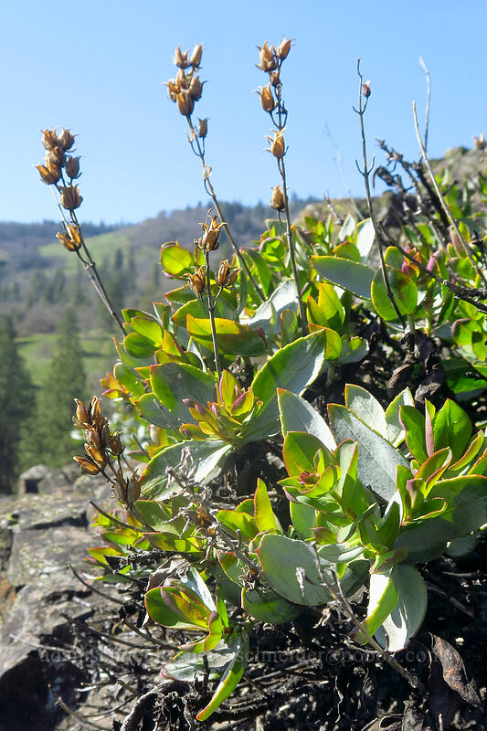 Barrett's penstemon (Penstemon barrettiae) [Catherine Creek, Klickitat County, Washington]