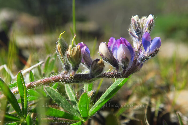 small-flowered lupine (Lupinus micranthus (Lupinus polycarpus)) [Catherine Creek, Klickitat County, Washington]