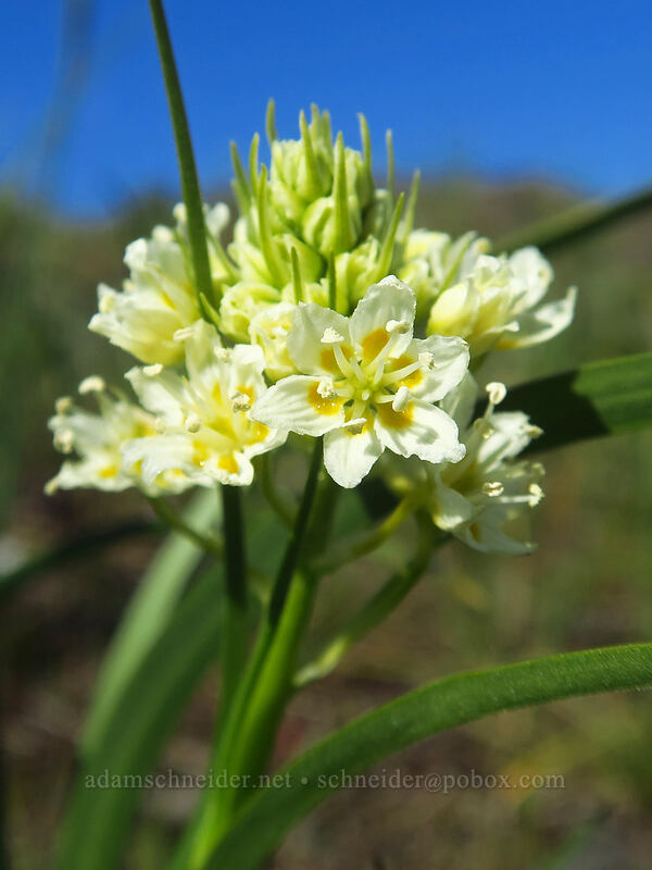 meadow death-camas (Toxicoscordion venenosum (Zigadenus venenosus)) [Catherine Creek, Klickitat County, Washington]