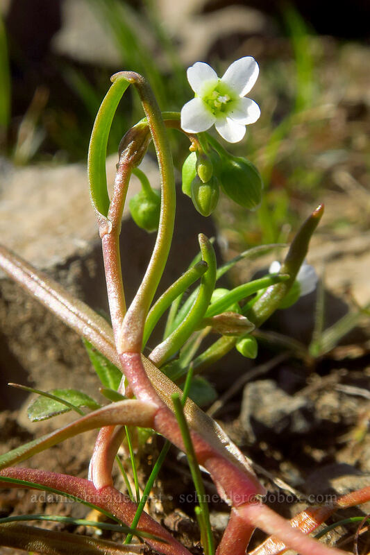 line-leaf montia (Montia linearis (Claytonia linearis)) [Catherine Creek, Klickitat County, Washington]