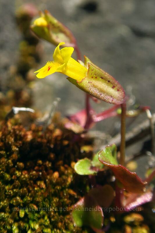small yellow monkeyflower (Erythranthe nasuta (Mimulus guttatus var. nasutus)) [Catherine Creek, Klickitat County, Washington]