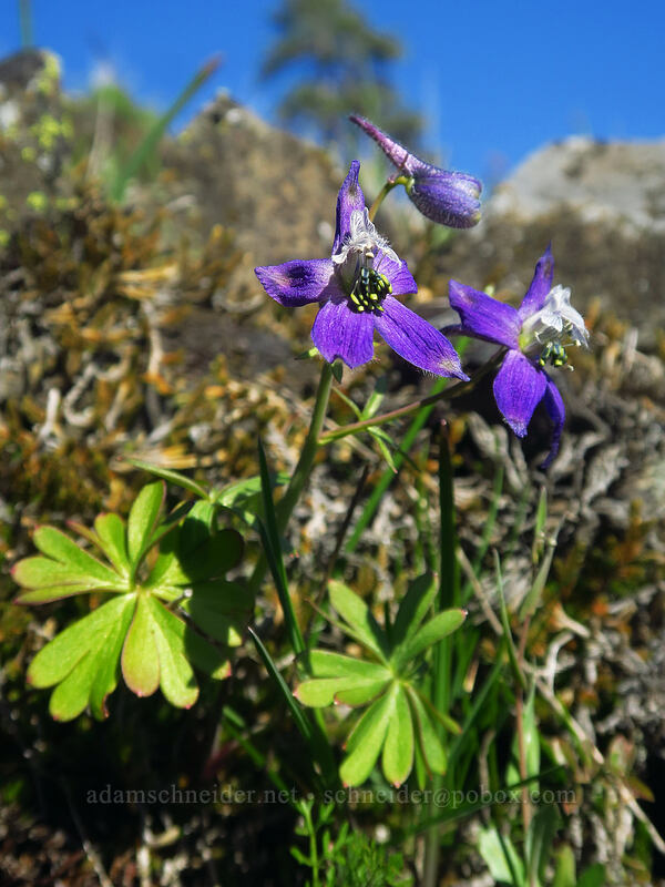 upland larkspur (Delphinium nuttallianum) [Catherine Creek, Klickitat County, Washington]
