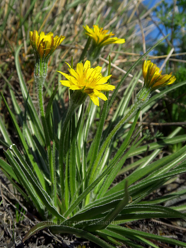 false agoseris (Nothocalais troximoides (Microseris troximoides)) [Catherine Creek, Klickitat County, Washington]