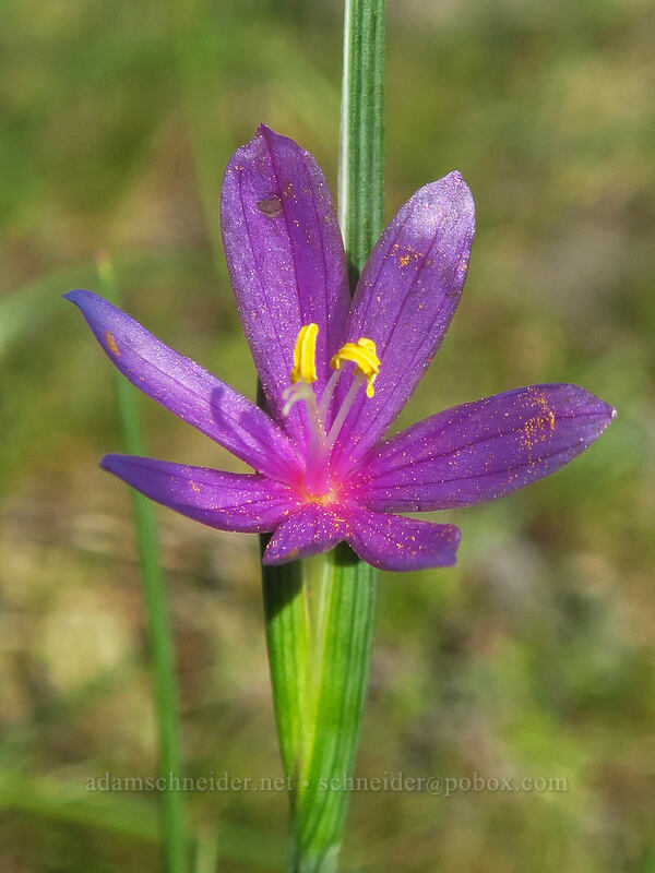 grass widow with 7 petals (Olsynium douglasii) [Catherine Creek, Klickitat County, Washington]