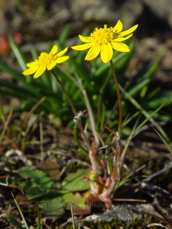 gold stars (Crocidium multicaule) [Catherine Creek, Klickitat County, Washington]
