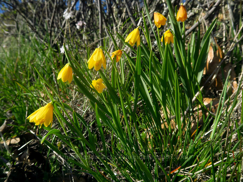 yellow bells (Fritillaria pudica) [Catherine Creek, Klickitat County, Washington]