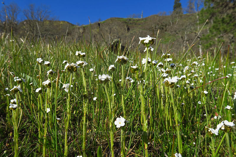 rusty popcorn flower (Plagiobothrys nothofulvus) [Catherine Creek, Klickitat County, Washington]