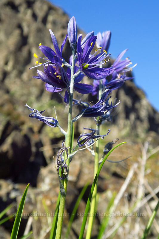 camas (Camassia quamash) [Catherine Creek, Klickitat County, Washington]