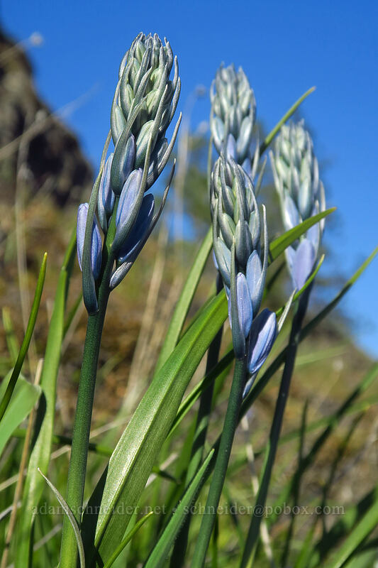 camas, budding (Camassia quamash) [Catherine Creek, Klickitat County, Washington]