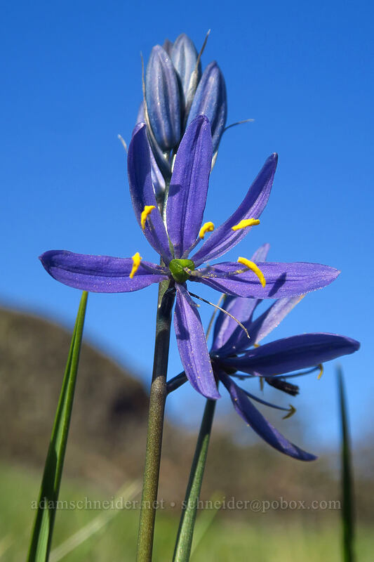 camas (Camassia quamash) [Catherine Creek, Klickitat County, Washington]