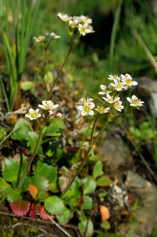 rusty-hair saxifrage (Micranthes rufidula (Saxifraga occidentalis ssp. rufidula)) [Catherine Creek, Klickitat County, Washington]