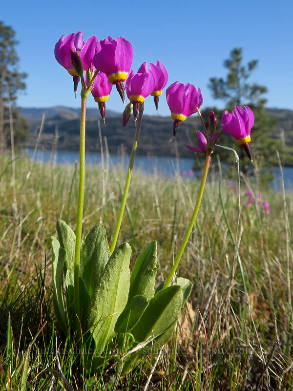 poet's shooting stars (Dodecatheon poeticum (Primula poetica)) [Catherine Creek, Klickitat County, Washington]