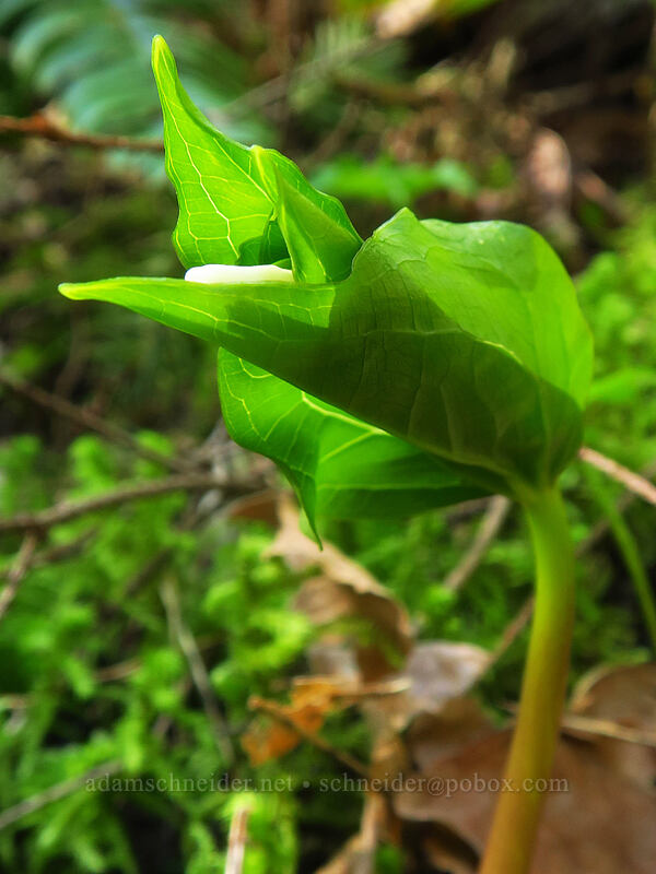 western trillium, budding (Trillium ovatum) [Hamilton Mountain Trail, Beacon Rock State Park, Skamania County, Washington]