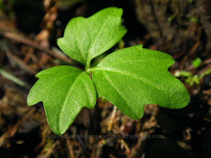 inside-out flower's leaves (Vancouveria hexandra) [Hamilton Mountain Trail, Beacon Rock State Park, Skamania County, Washington]