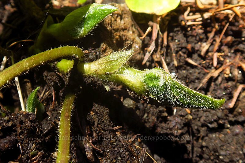 new wild ginger leaf (Asarum caudatum) [Hamilton Mountain Trail, Beacon Rock State Park, Skamania County, Washington]