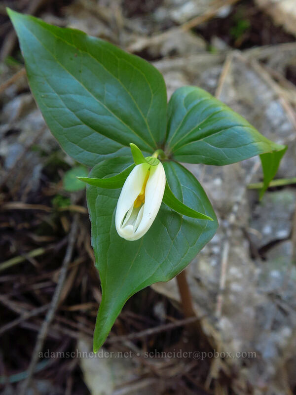 western trillium, just opening (Trillium ovatum) [Hamilton Mountain Trail, Beacon Rock State Park, Skamania County, Washington]