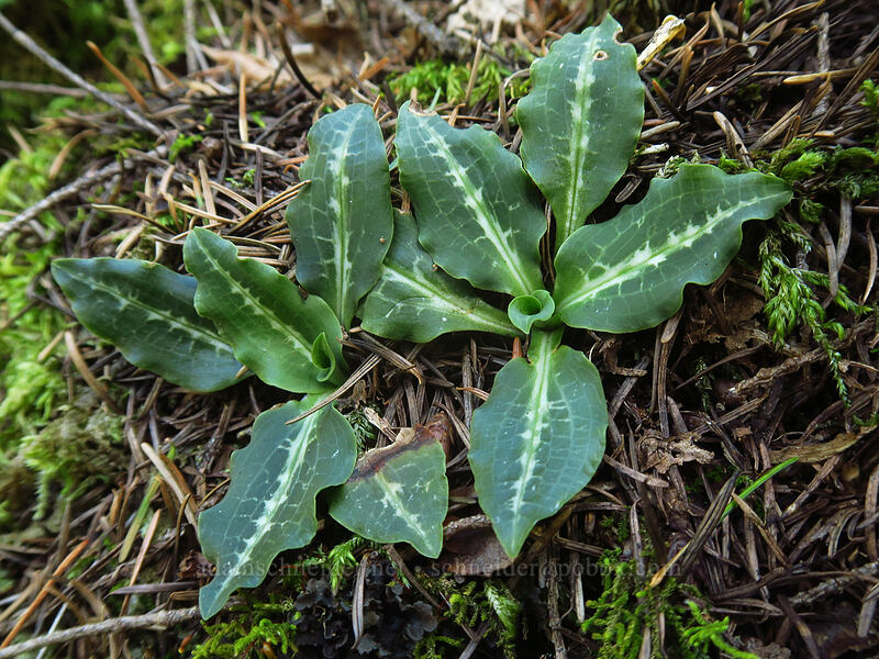 rattlesnake plantain leaves (Goodyera oblongifolia) [Hamilton Mountain Trail, Beacon Rock State Park, Skamania County, Washington]