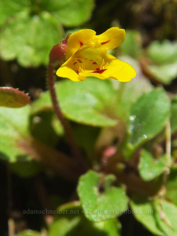 chickweed monkeyflower (Erythranthe alsinoides (Mimulus alsinoides)) [Hamilton Mountain Trail, Beacon Rock State Park, Skamania County, Washington]