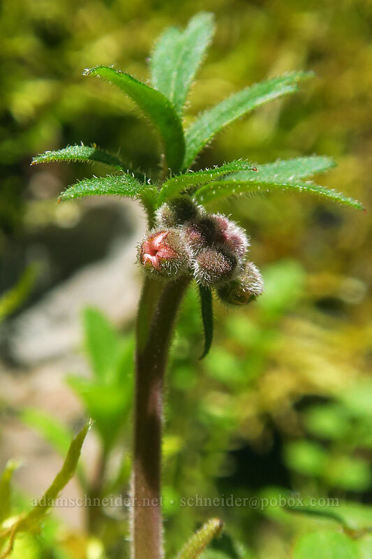 prairie star, budding (Lithophragma sp.) [Hamilton Mountain Trail, Beacon Rock State Park, Skamania County, Washington]