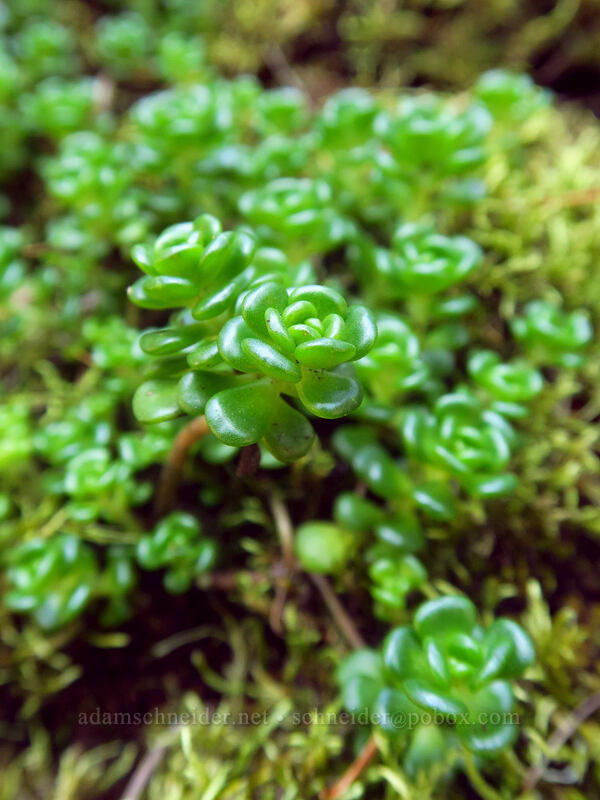 Oregon stonecrop (Sedum oreganum) [Hamilton Mountain Trail, Beacon Rock State Park, Skamania County, Washington]
