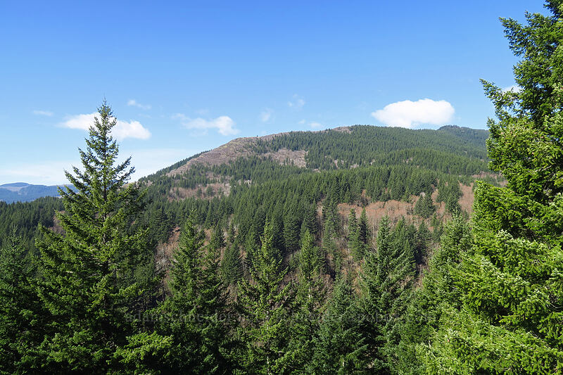 Hardy Ridge [Hamilton Mountain Trail, Beacon Rock State Park, Skamania County, Washington]