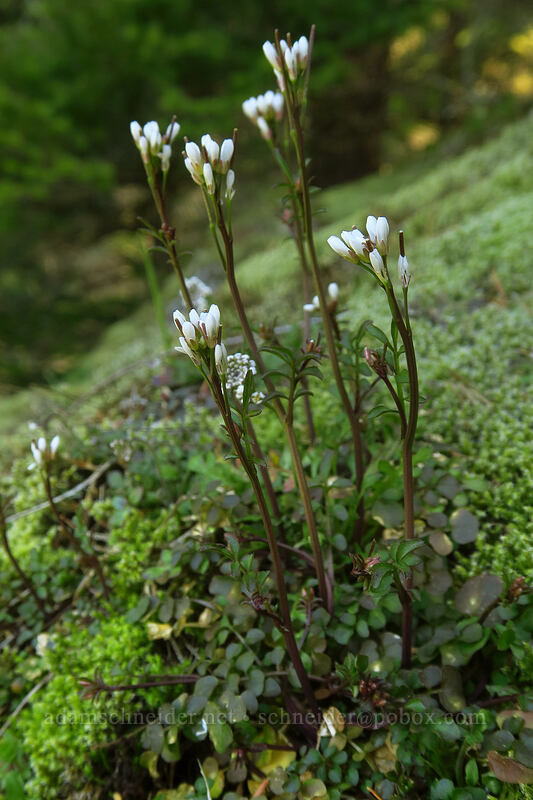hairy bittercress (Cardamine hirsuta) [Hamilton Mountain Trail, Beacon Rock State Park, Skamania County, Washington]