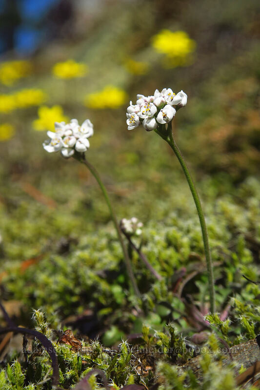 shepherd's cress (Teesdalia nudicaulis (Iberis nudicaulis)) [Hamilton Mountain Trail, Beacon Rock State Park, Skamania County, Washington]