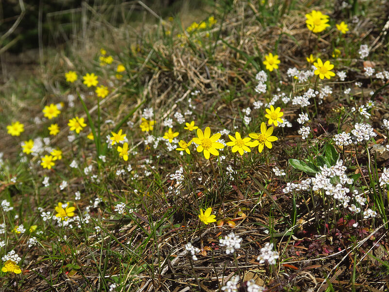 shepherd's cress & gold stars (Teesdalia nudicaulis (Iberis nudicaulis), Crocidium multicaule) [Little Hamilton Mountain, Beacon Rock State Park, Skamania County, Washington]