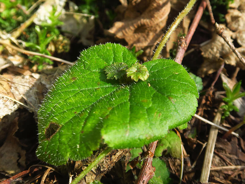 piggyback plant leaves (Tolmiea menziesii (Tiarella menziesii)) [Upper Hardy Creek Trail, Beacon Rock State Park, Skamania County, Washington]