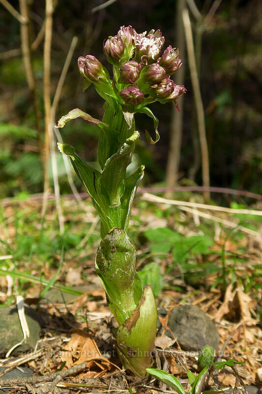 western colt's-foot (Petasites frigidus var. palmatus) [Upper Hardy Creek Trail, Beacon Rock State Park, Skamania County, Washington]